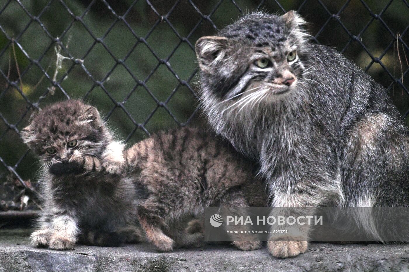 В Новосибирском зоопарке родились 16 детенышей краснокнижного манула