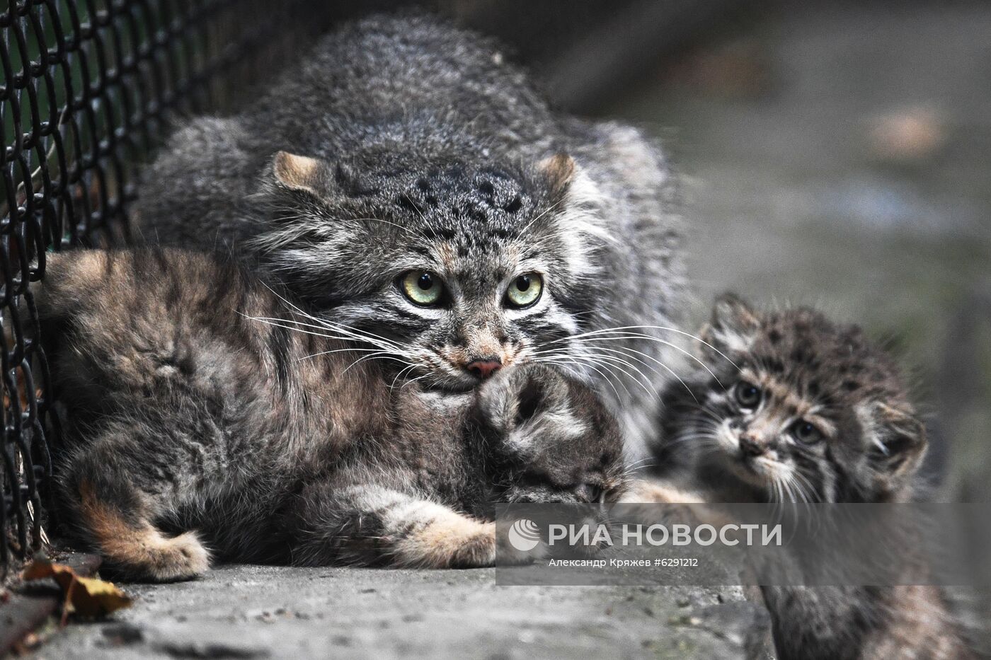 В Новосибирском зоопарке родились 16 детенышей краснокнижного манула
