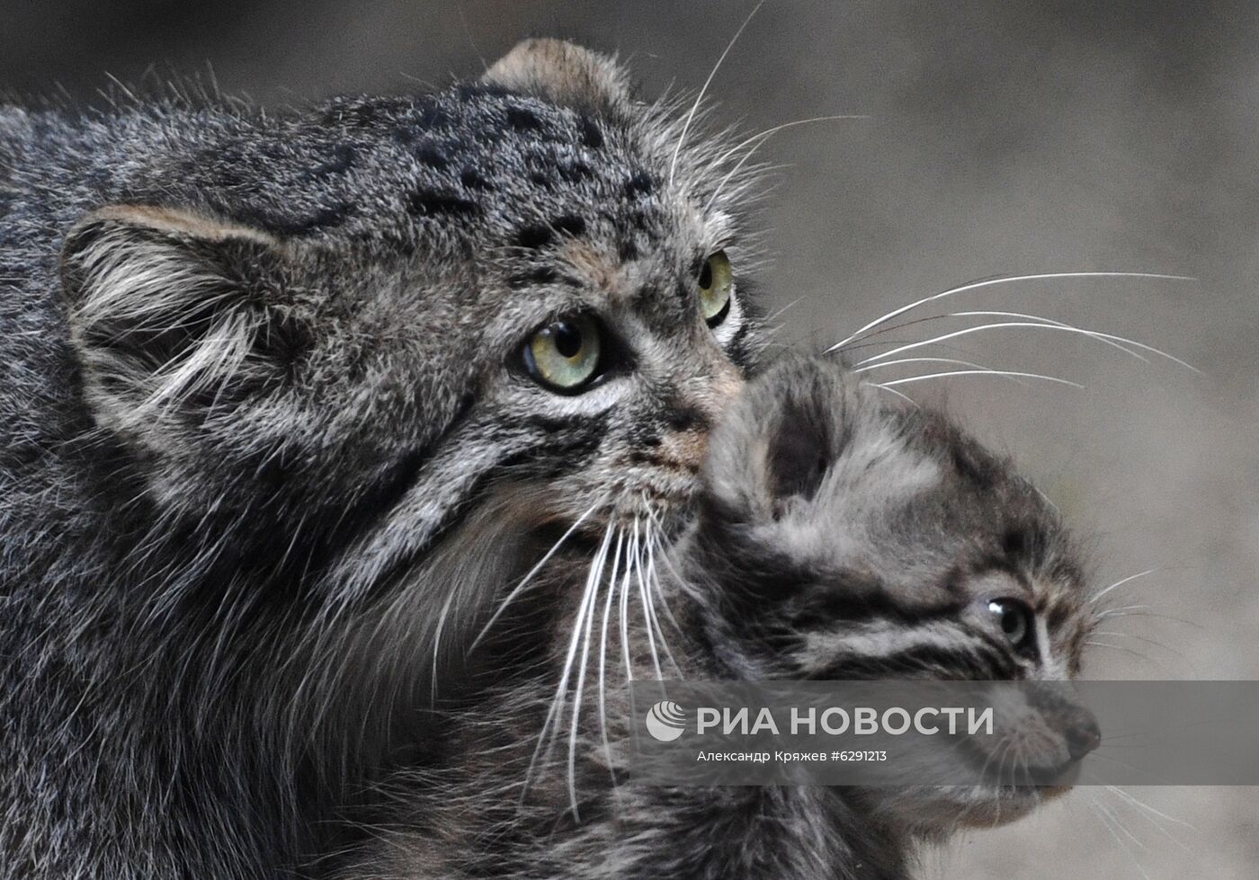 В Новосибирском зоопарке родились 16 детенышей краснокнижного манула