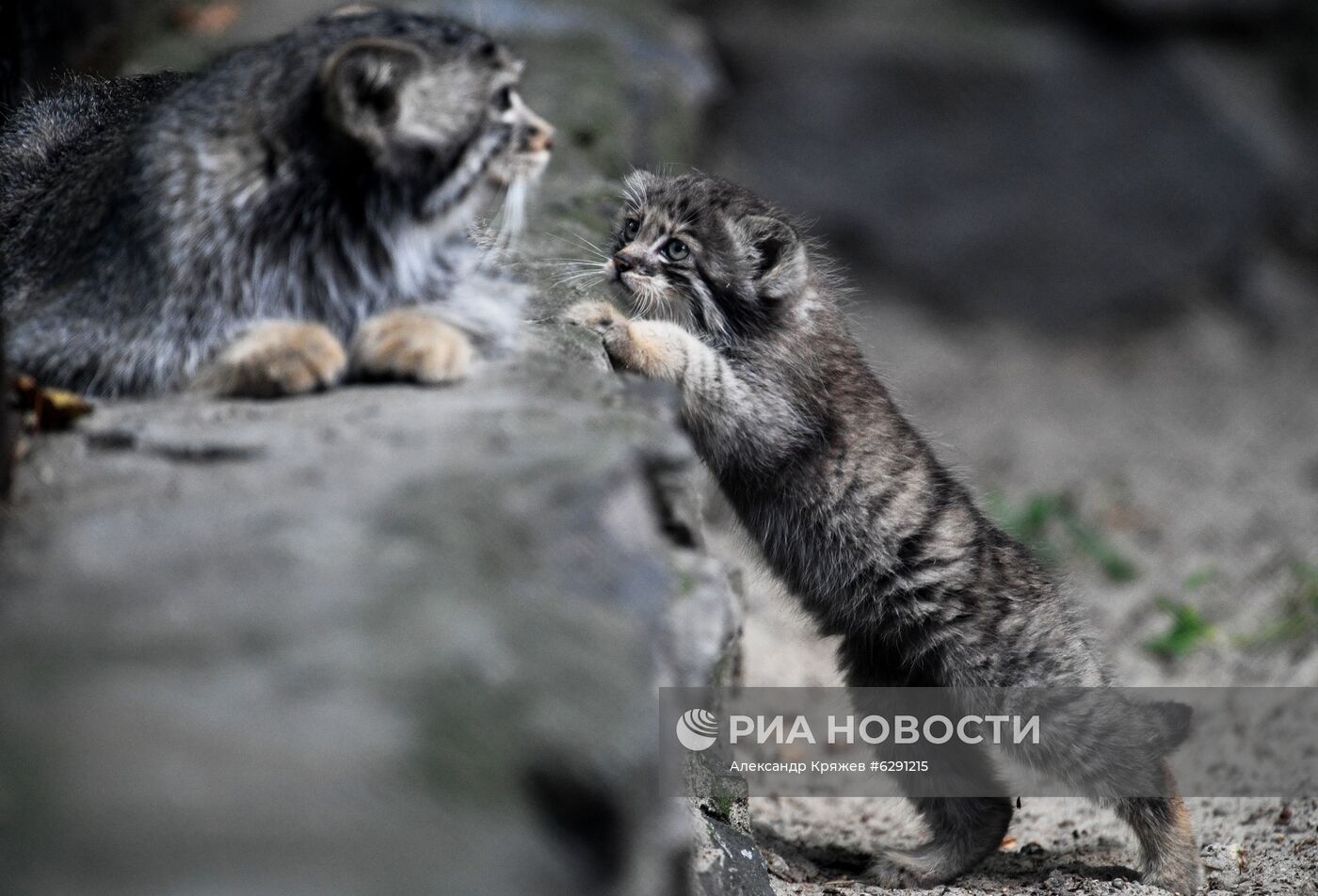 В Новосибирском зоопарке родились 16 детенышей краснокнижного манула