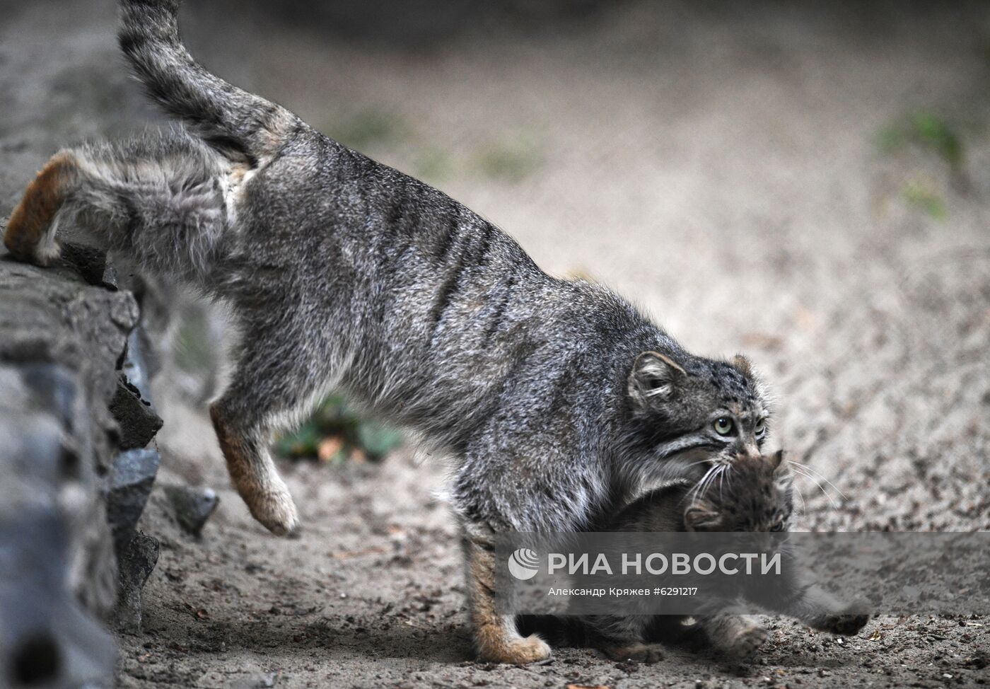 В Новосибирском зоопарке родились 16 детенышей краснокнижного манула