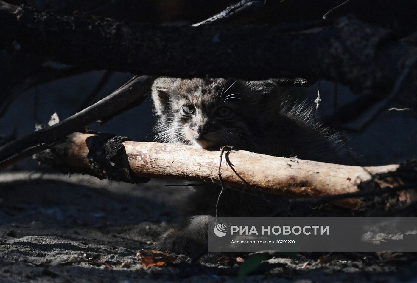 В Новосибирском зоопарке родились 16 детенышей краснокнижного манула