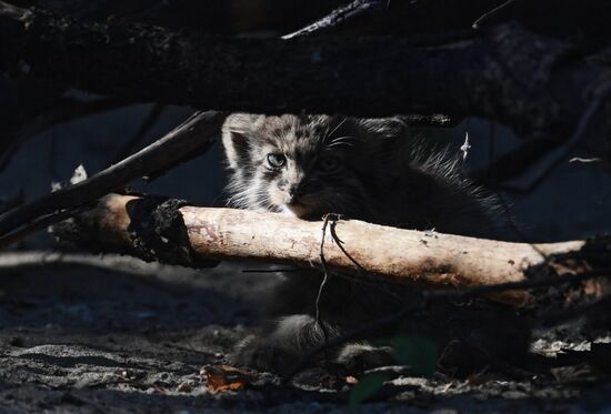 В Новосибирском зоопарке родились 16 детенышей краснокнижного манула