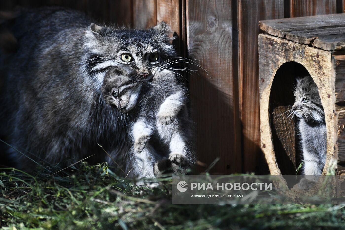 В Новосибирском зоопарке родились 16 детенышей краснокнижного манула