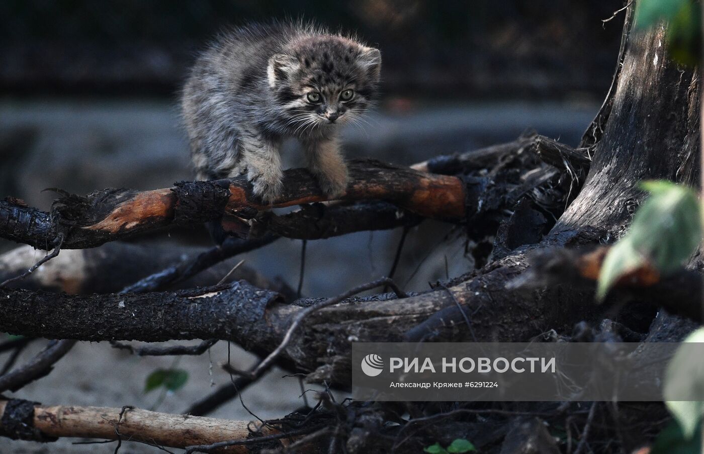 В Новосибирском зоопарке родились 16 детенышей краснокнижного манула