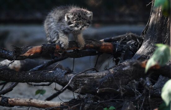 В Новосибирском зоопарке родились 16 детенышей краснокнижного манула