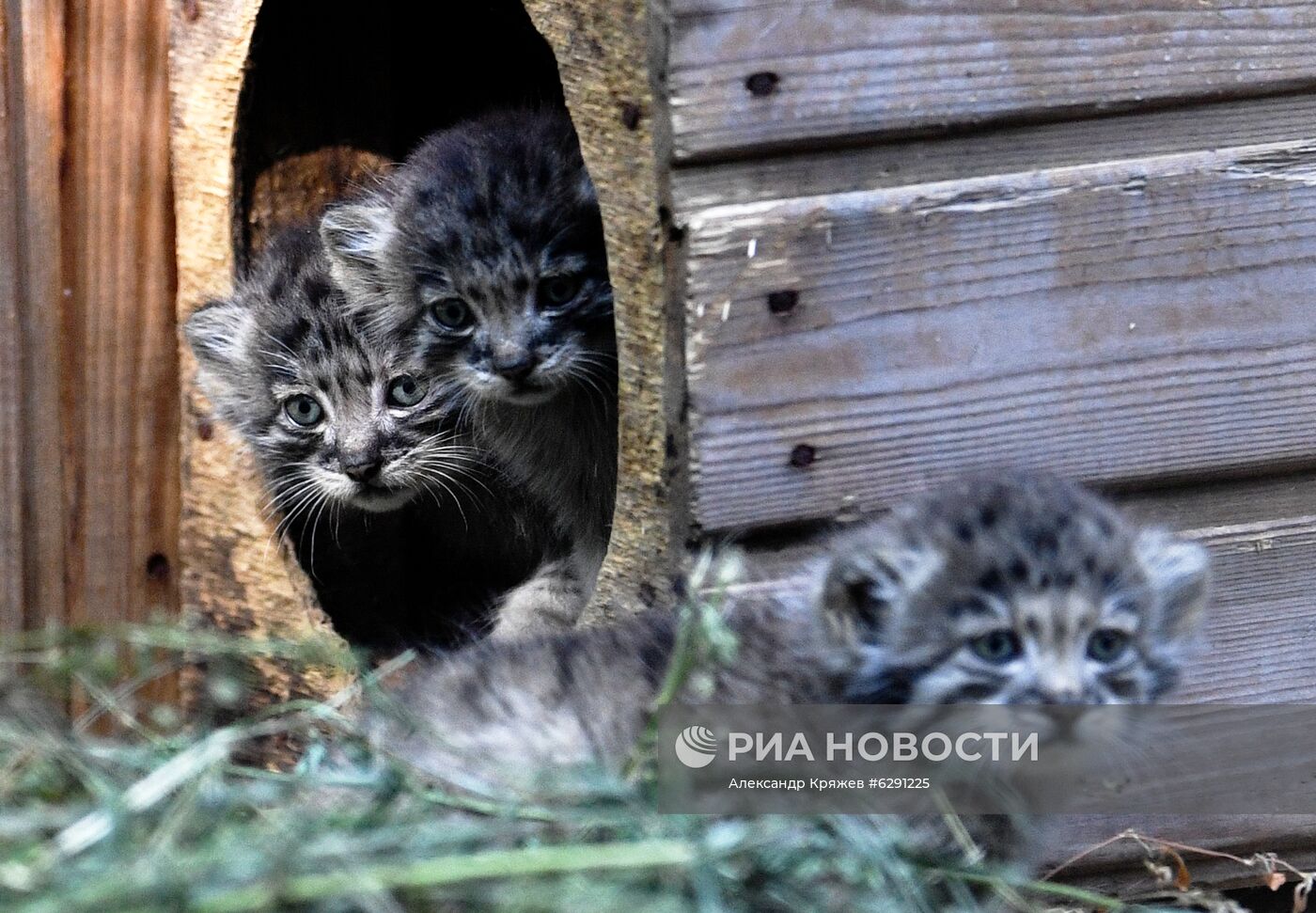 В Новосибирском зоопарке родились 16 детенышей краснокнижного манула