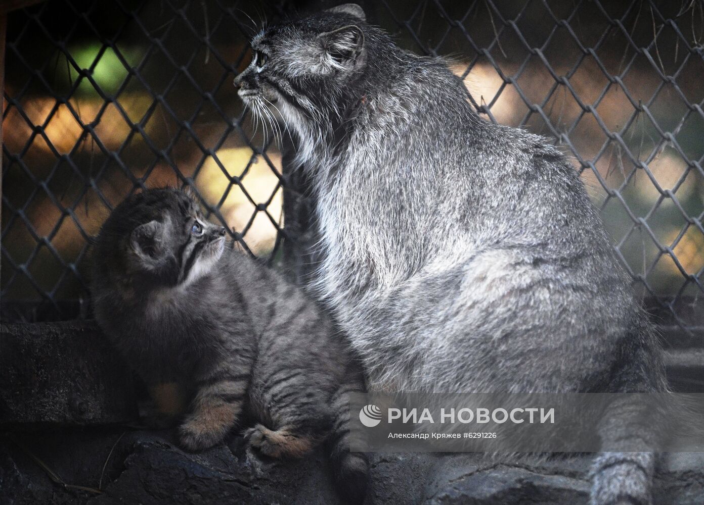 В Новосибирском зоопарке родились 16 детенышей краснокнижного манула