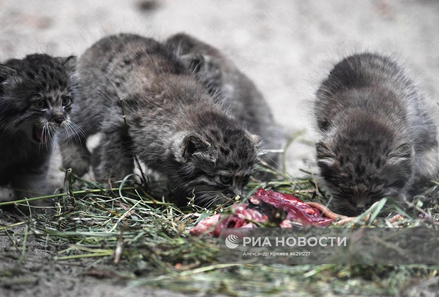 В Новосибирском зоопарке родились 16 детенышей краснокнижного манула