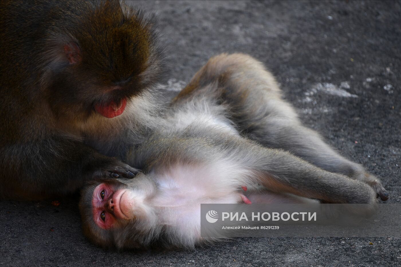 Лето в Московском зоопарке