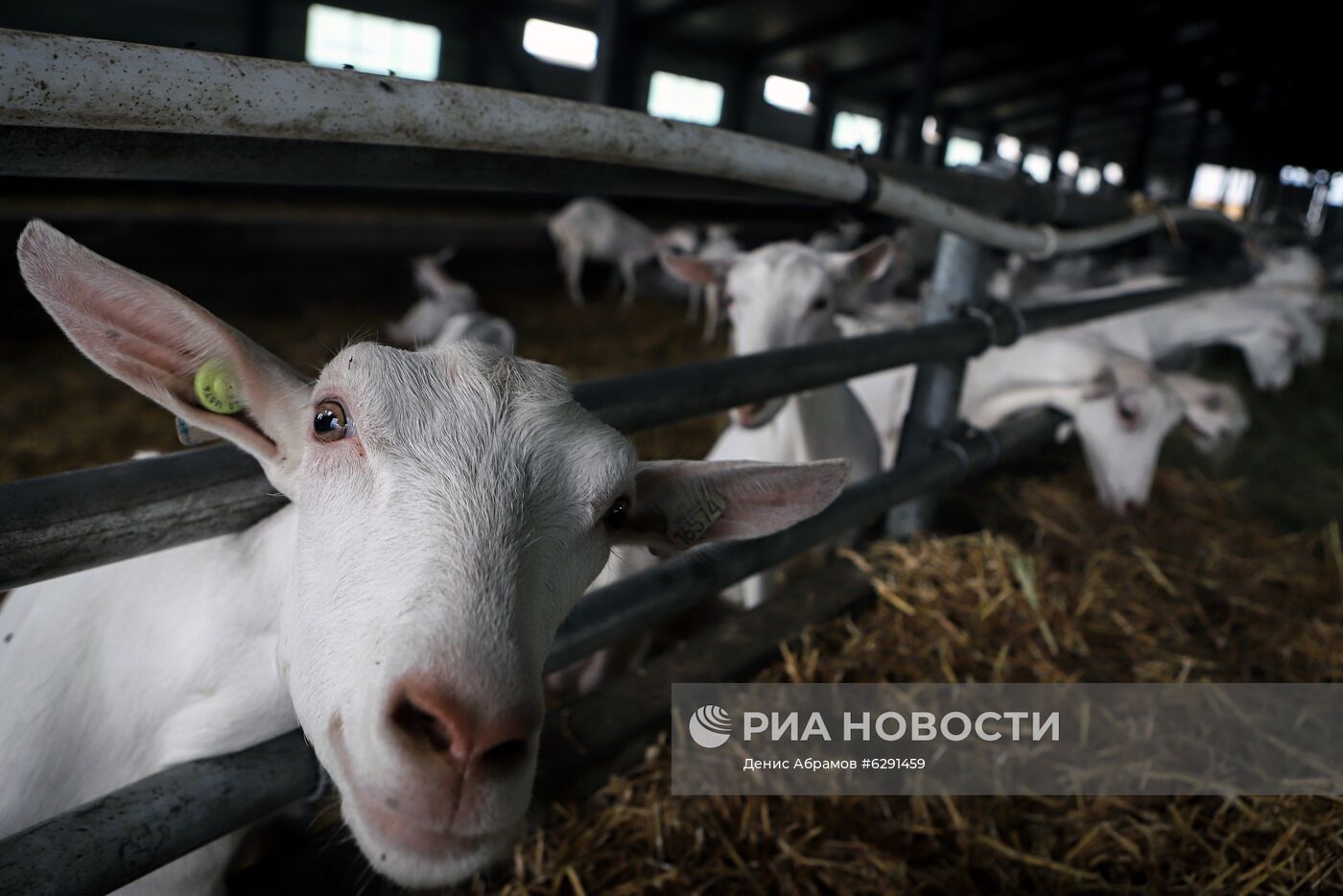 Фермерское хозяйство в Ставропольском крае