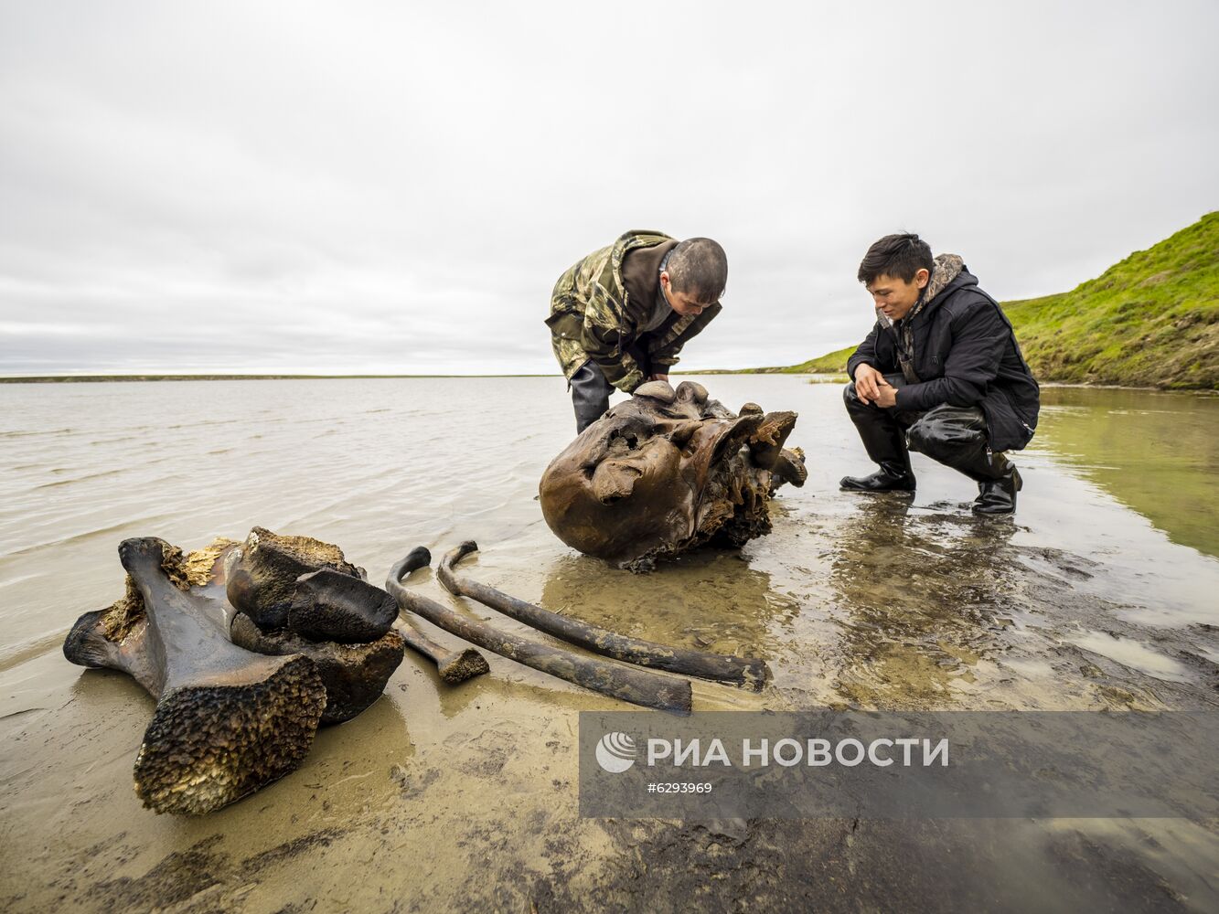Скелет взрослого мамонта нашли на Ямале