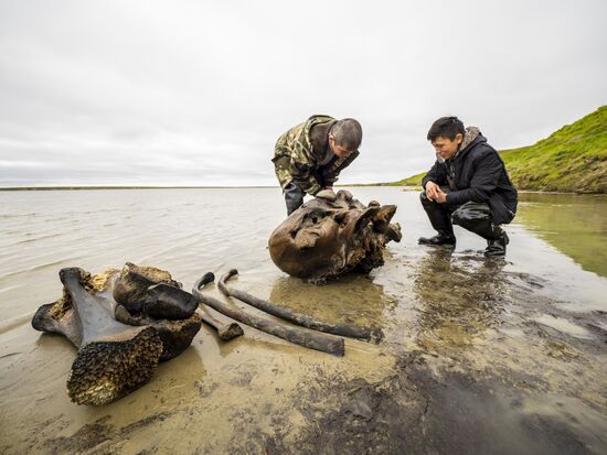 Скелет взрослого мамонта нашли на Ямале