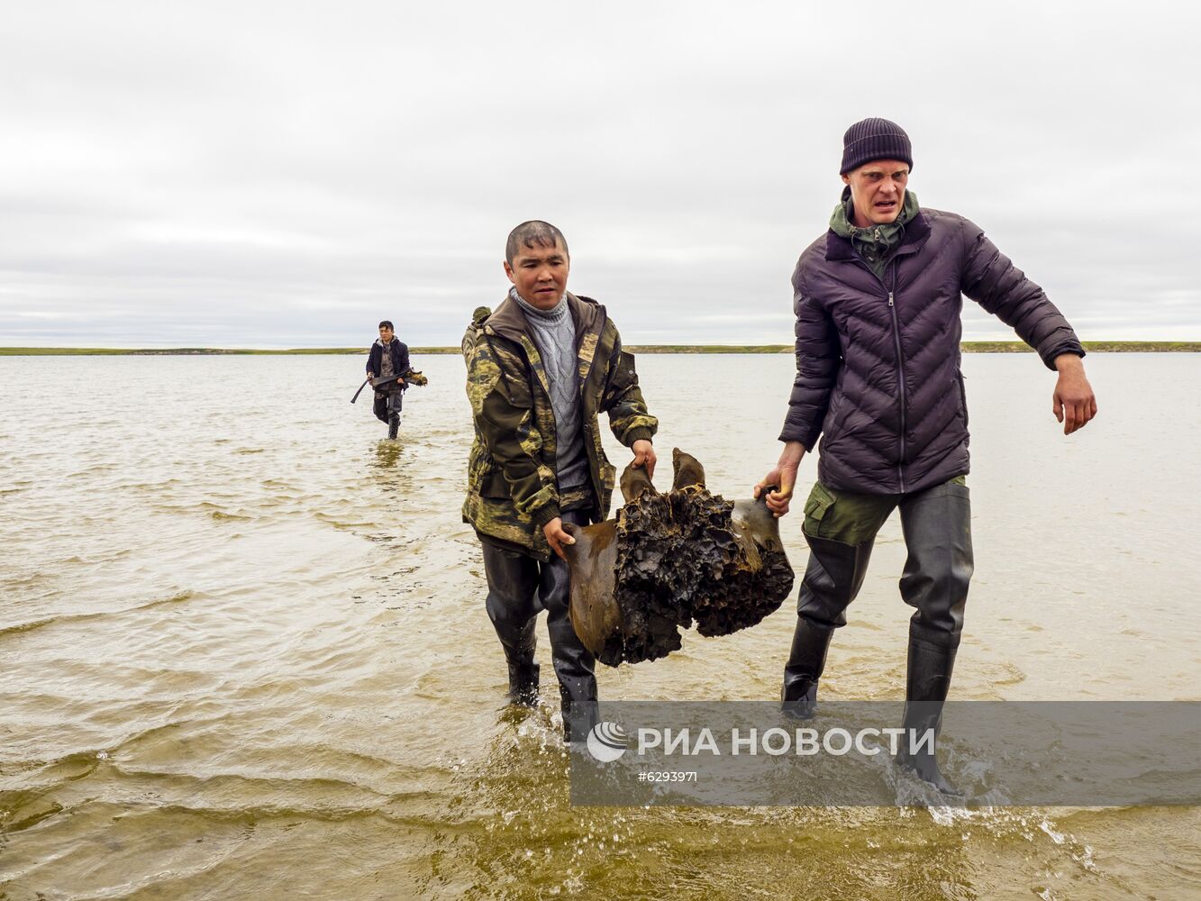 Скелет взрослого мамонта нашли на Ямале