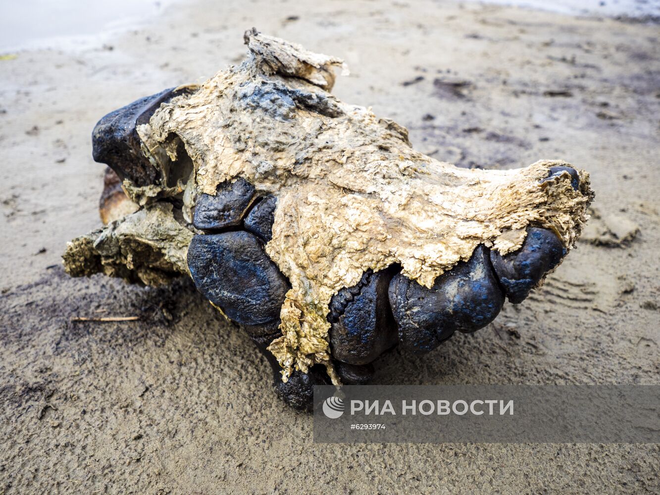 Скелет взрослого мамонта нашли на Ямале