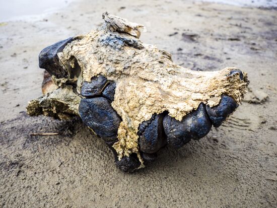 Скелет взрослого мамонта нашли на Ямале