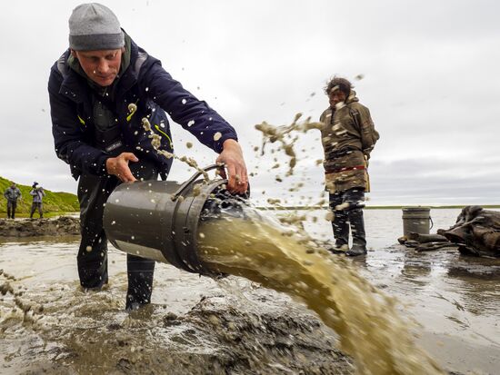 Скелет взрослого мамонта нашли на Ямале