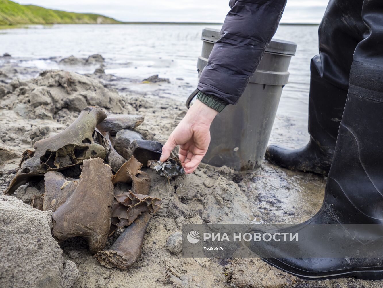 Скелет взрослого мамонта нашли на Ямале