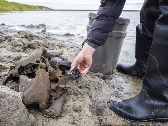 Скелет взрослого мамонта нашли на Ямале