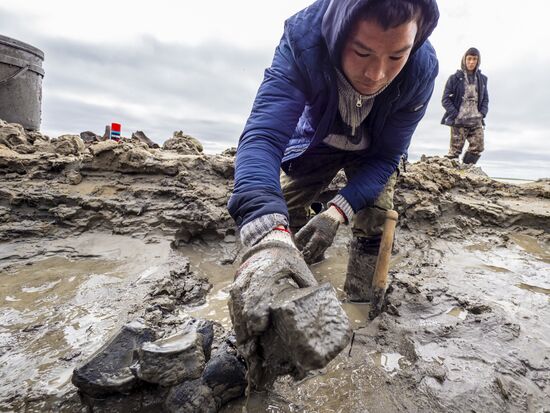 Скелет взрослого мамонта нашли на Ямале