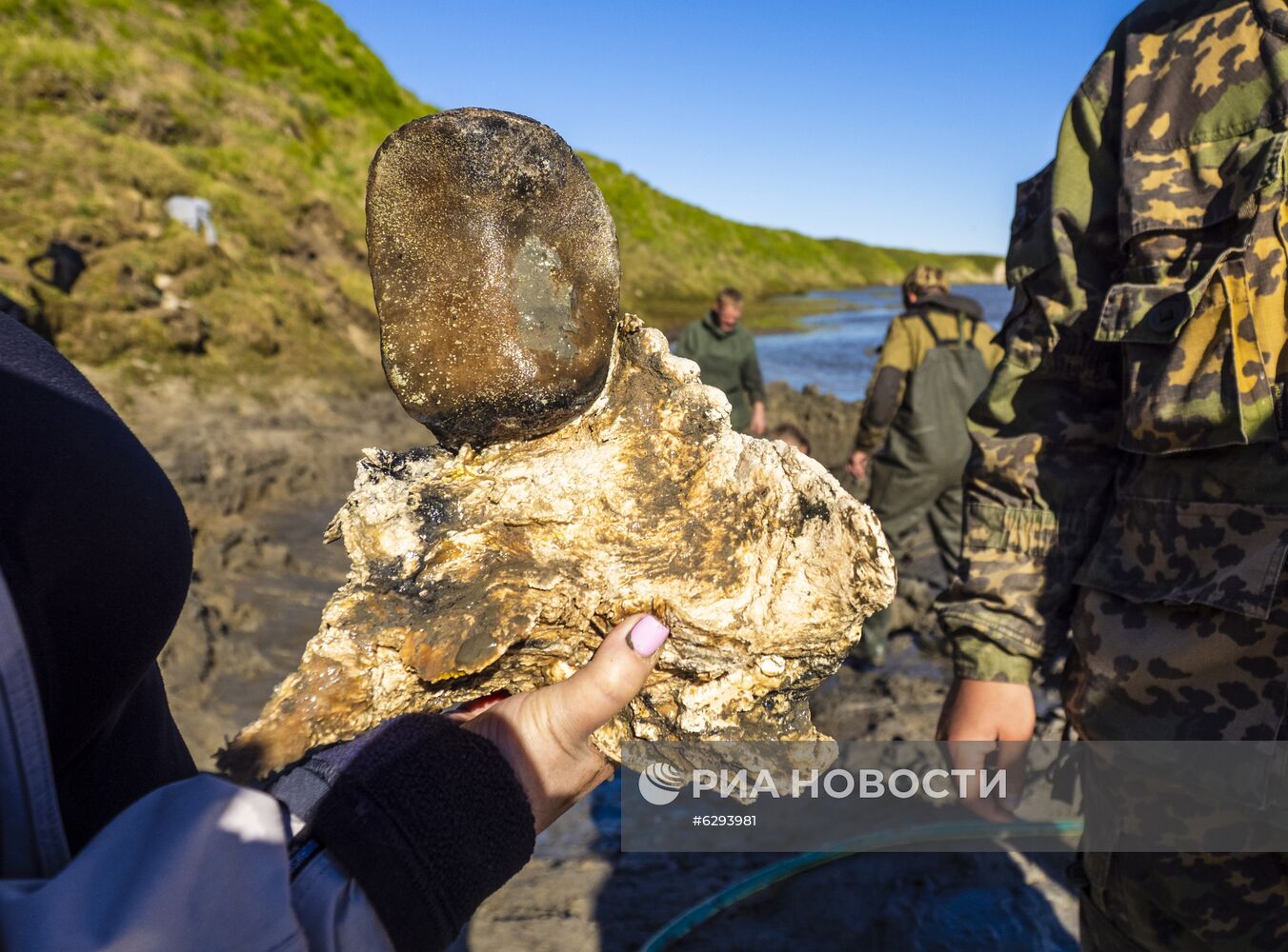 Скелет взрослого мамонта нашли на Ямале