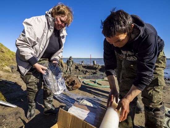 Скелет взрослого мамонта нашли на Ямале