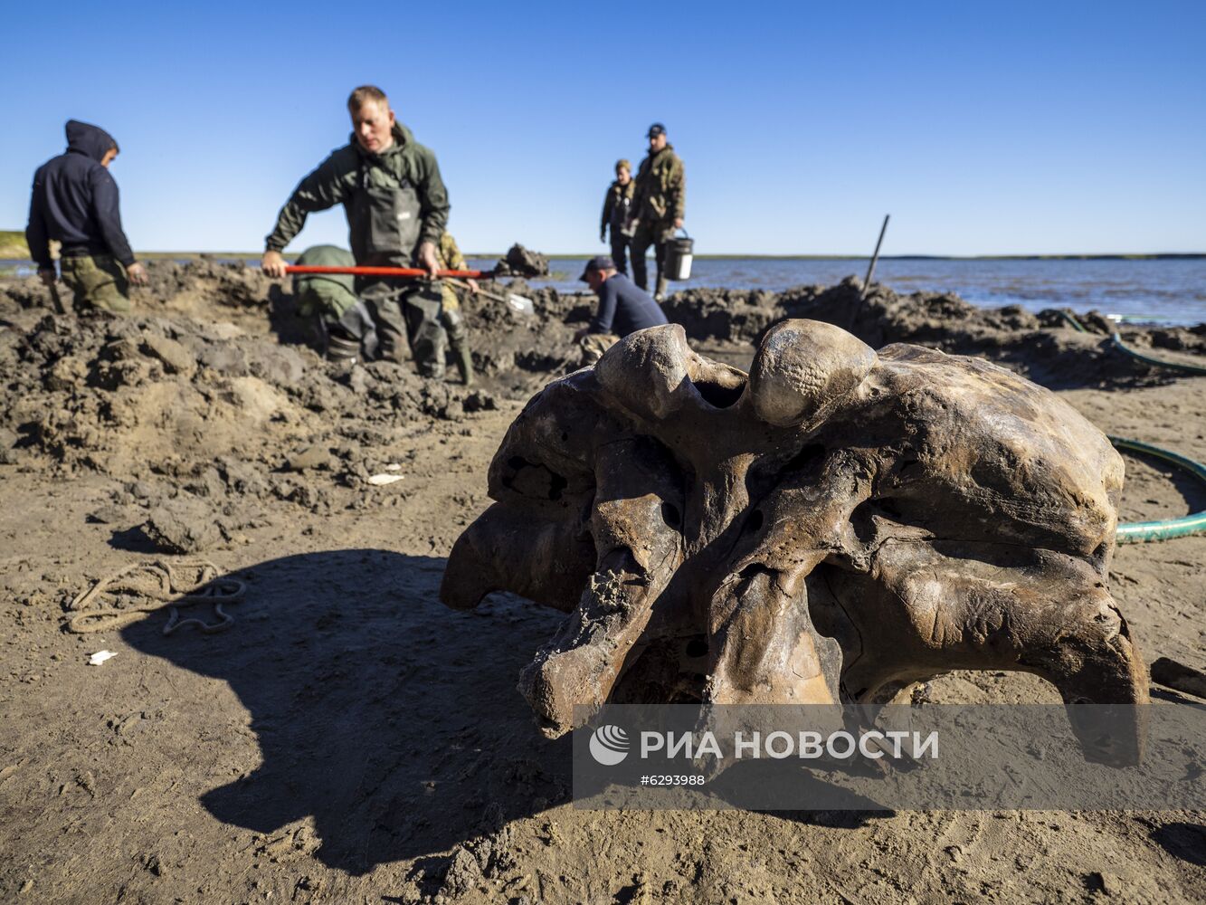 Скелет взрослого мамонта нашли на Ямале