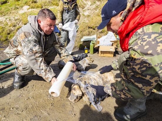 Скелет взрослого мамонта нашли на Ямале