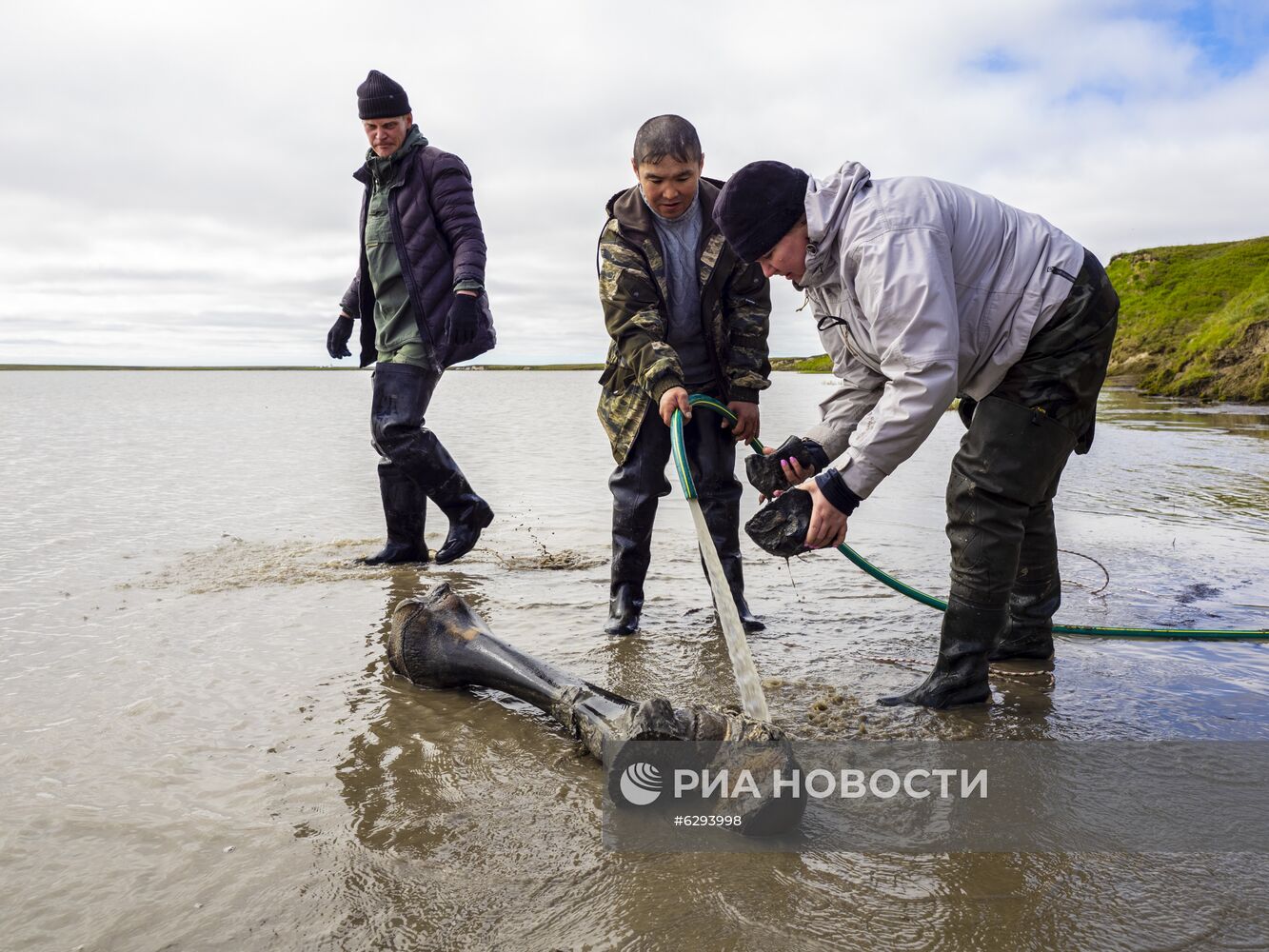 Скелет взрослого мамонта нашли на Ямале