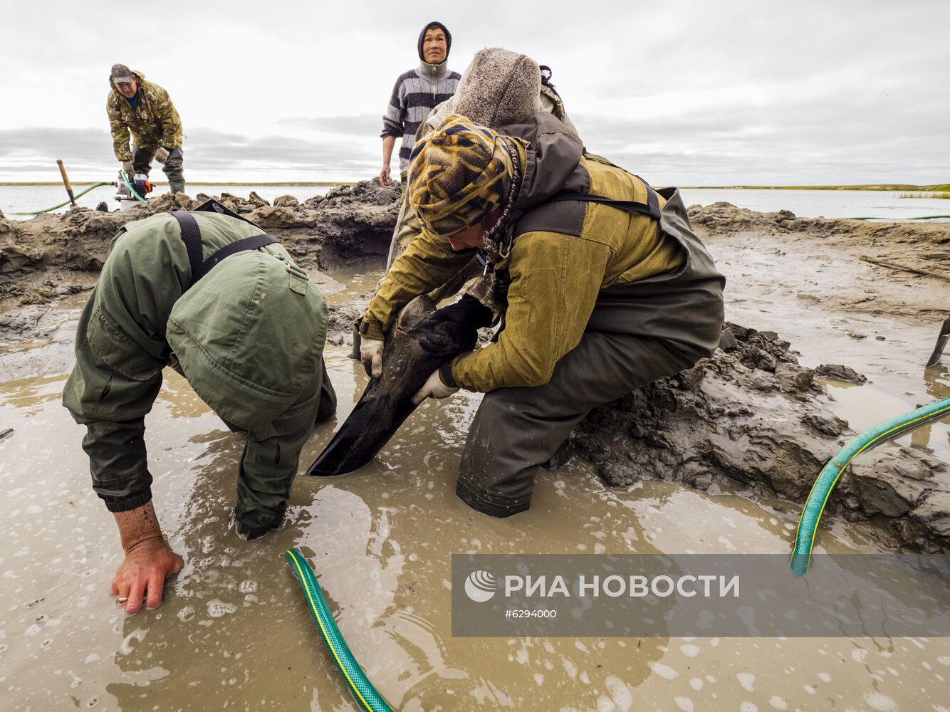 Скелет взрослого мамонта нашли на Ямале