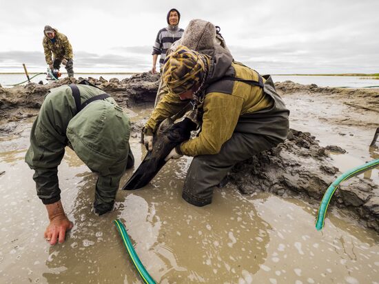 Скелет взрослого мамонта нашли на Ямале