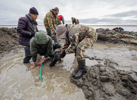 Скелет взрослого мамонта нашли на Ямале