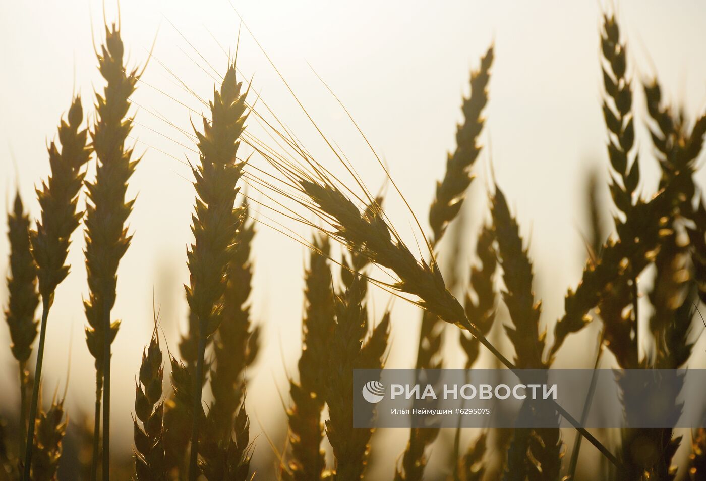 Выращивание сельскохозяйственных культур в Красноярском крае