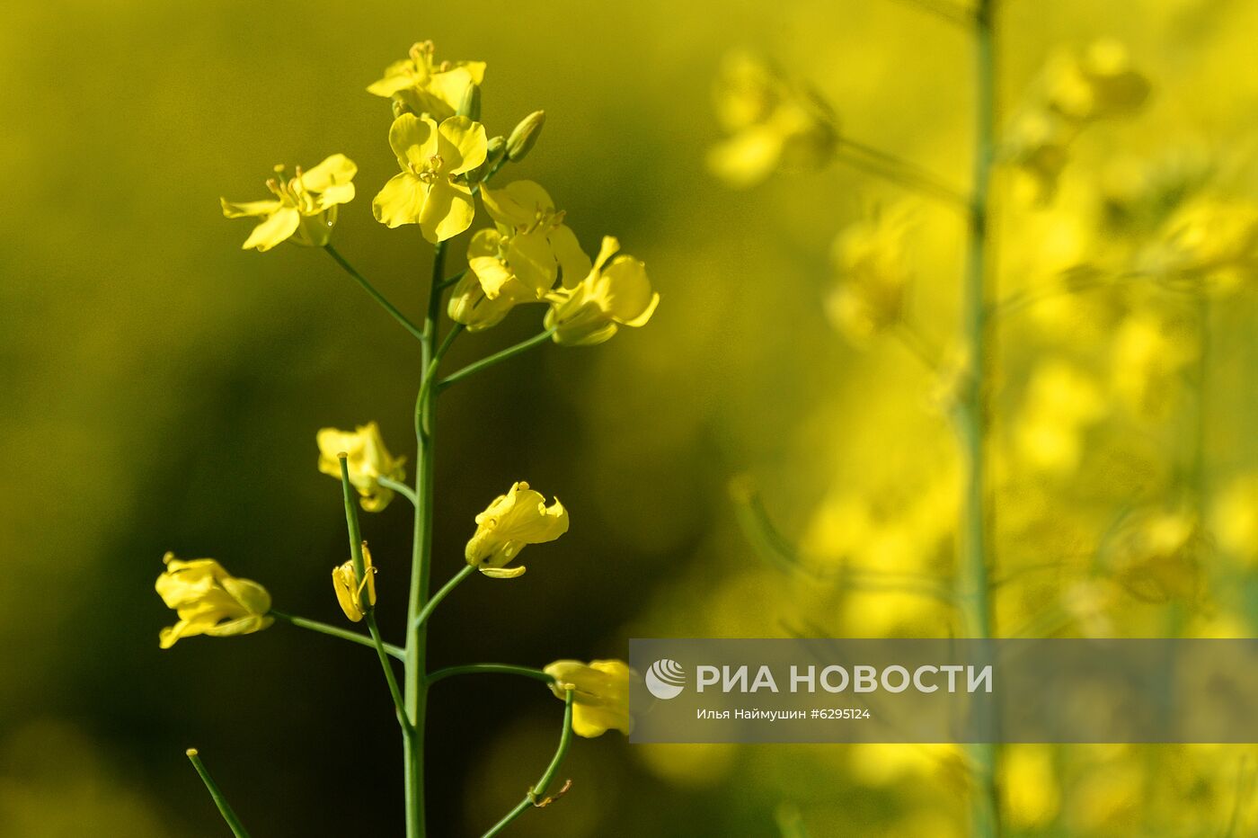 Выращивание сельскохозяйственных культур в Красноярском крае