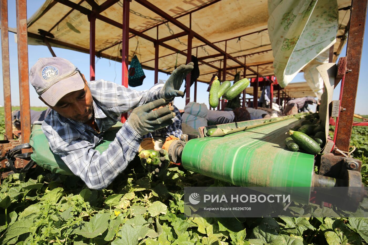 Уборка и переработка овощей в Волгоградской области