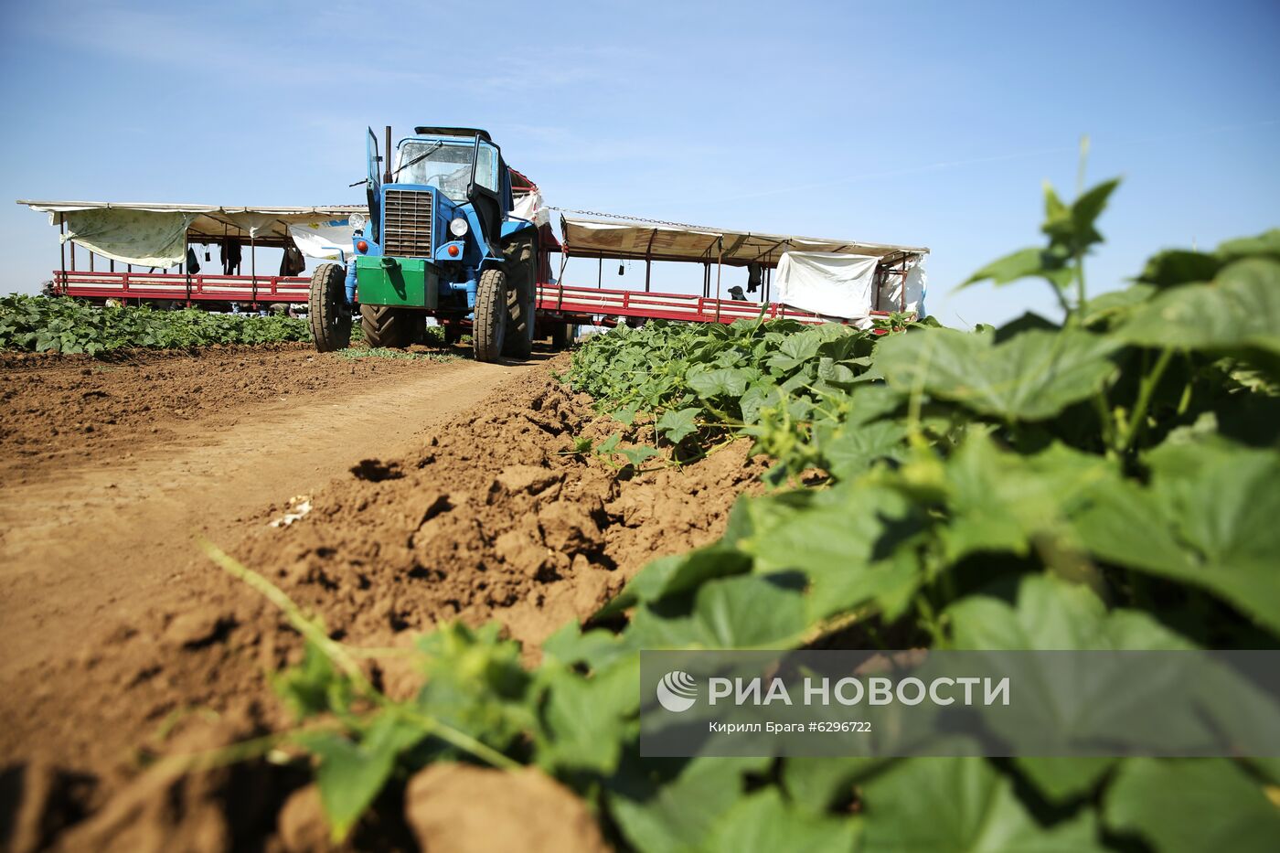 Уборка и переработка овощей в Волгоградской области