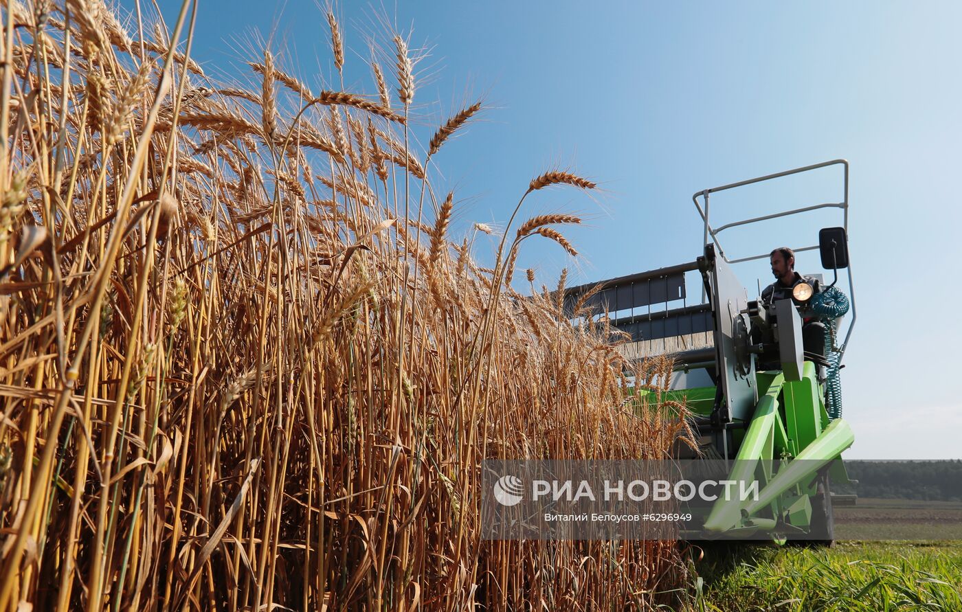 Демонстрация научных разработок по выращиванию пшеницы 