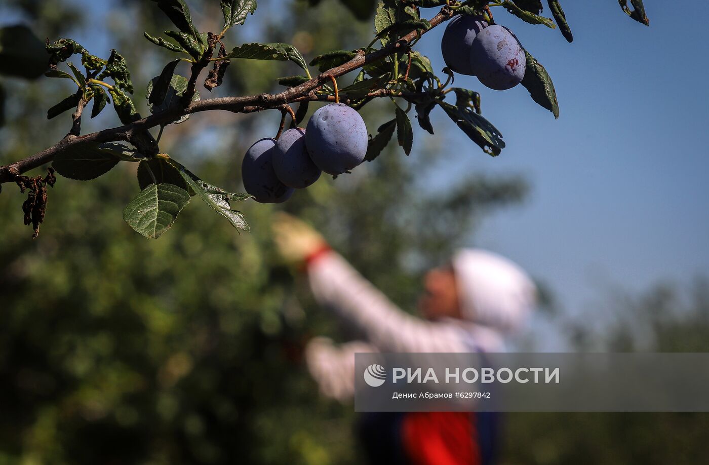 Сбор урожая сливы в Ставропольском крае