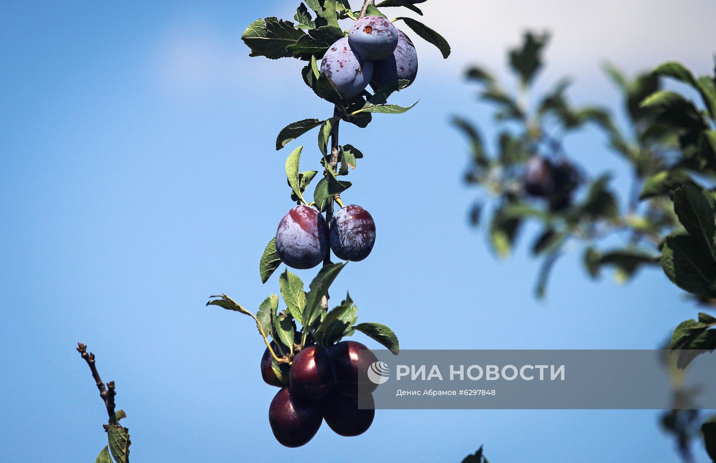 Сбор урожая сливы в Ставропольском крае