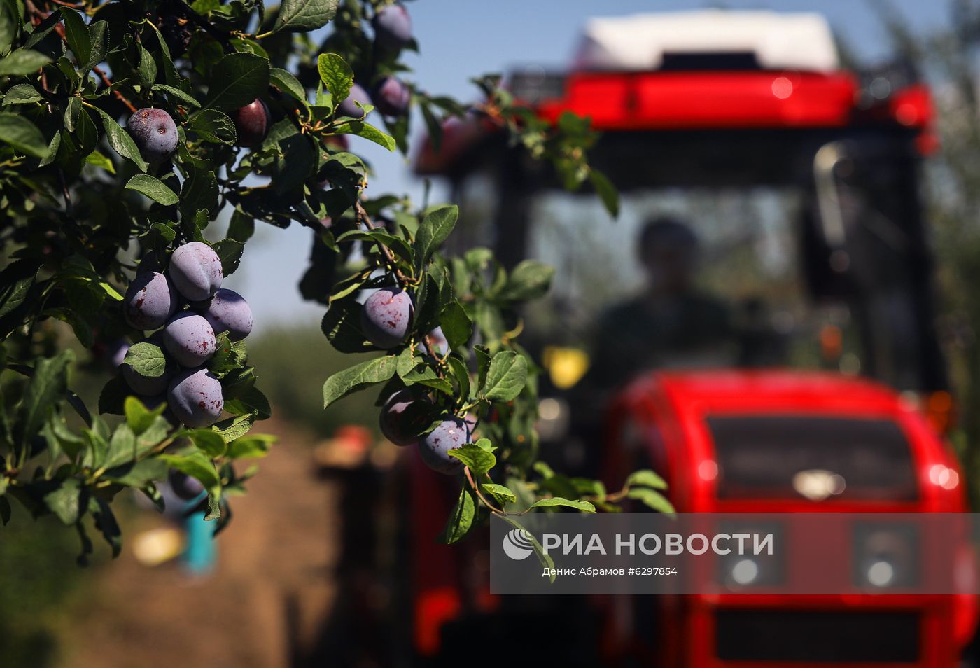 Сбор урожая сливы в Ставропольском крае