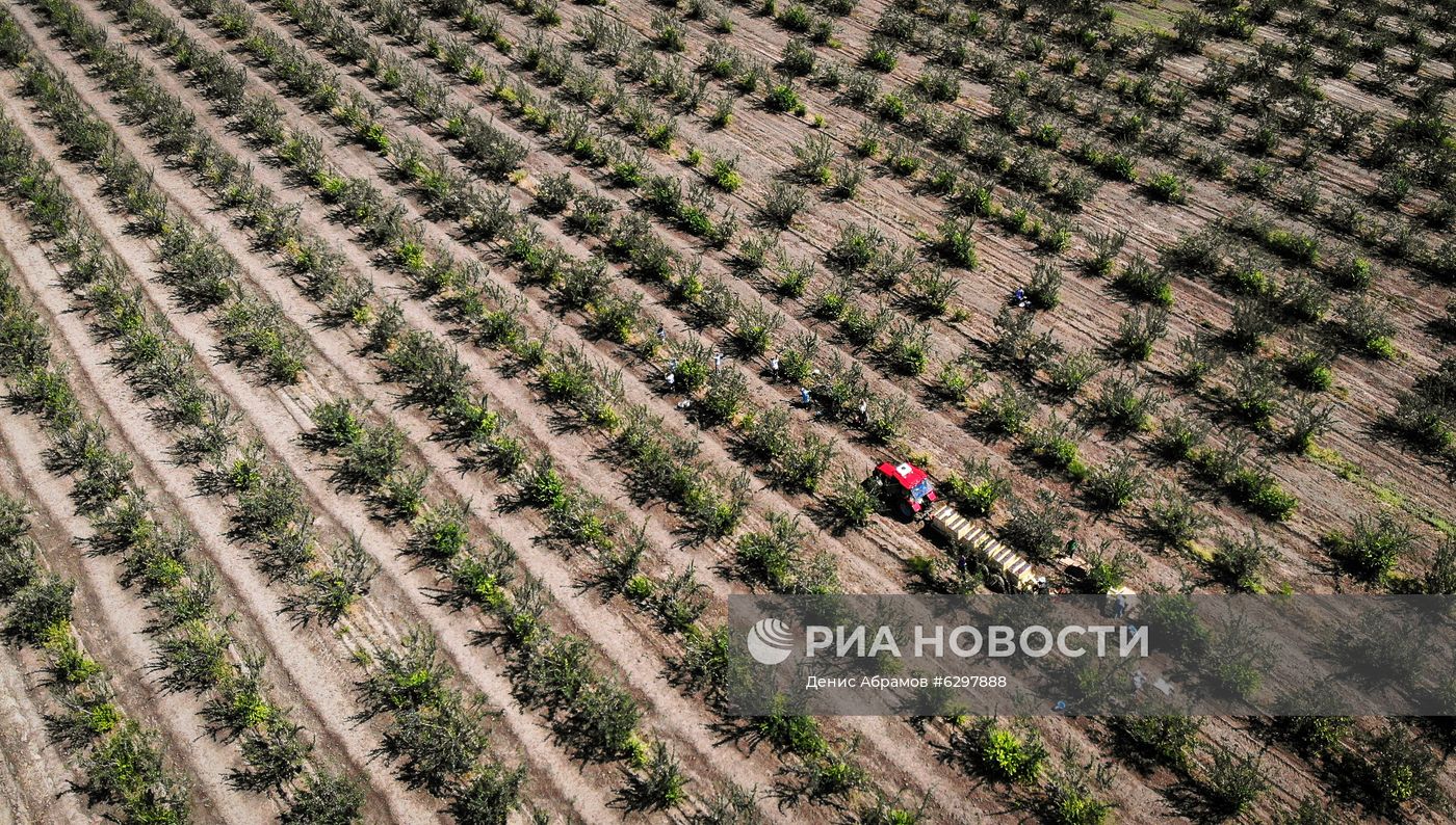Сбор урожая сливы в Ставропольском крае