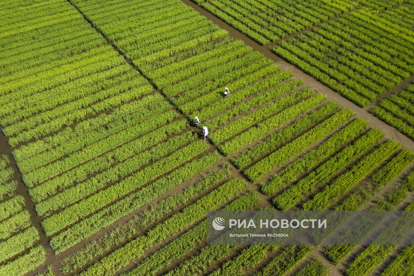 Федеральный научный центр риса в Краснодаре