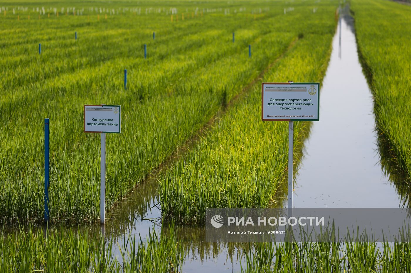 Федеральный научный центр риса в Краснодаре | РИА Новости Медиабанк