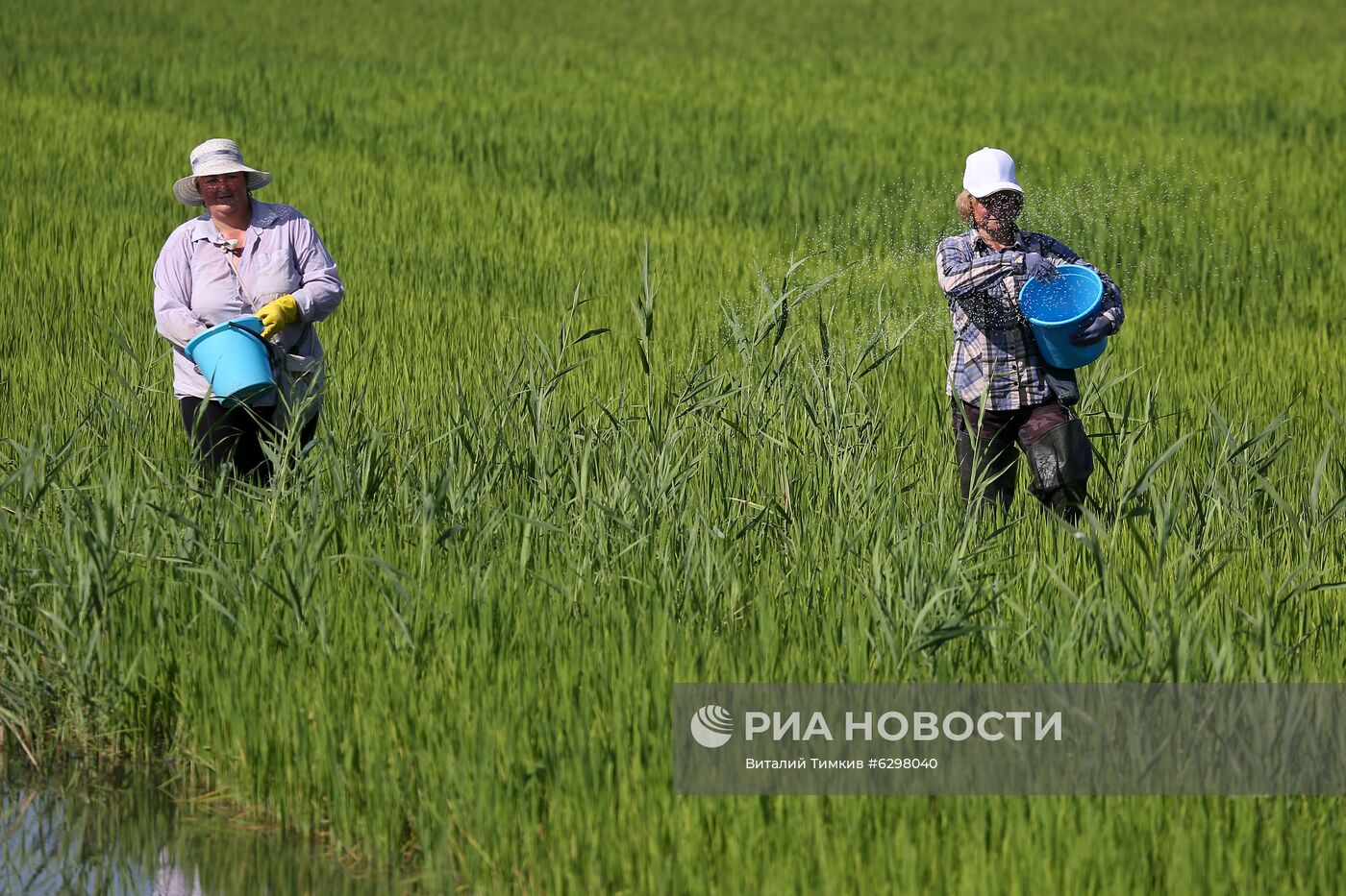 Федеральный научный центр риса в Краснодаре
