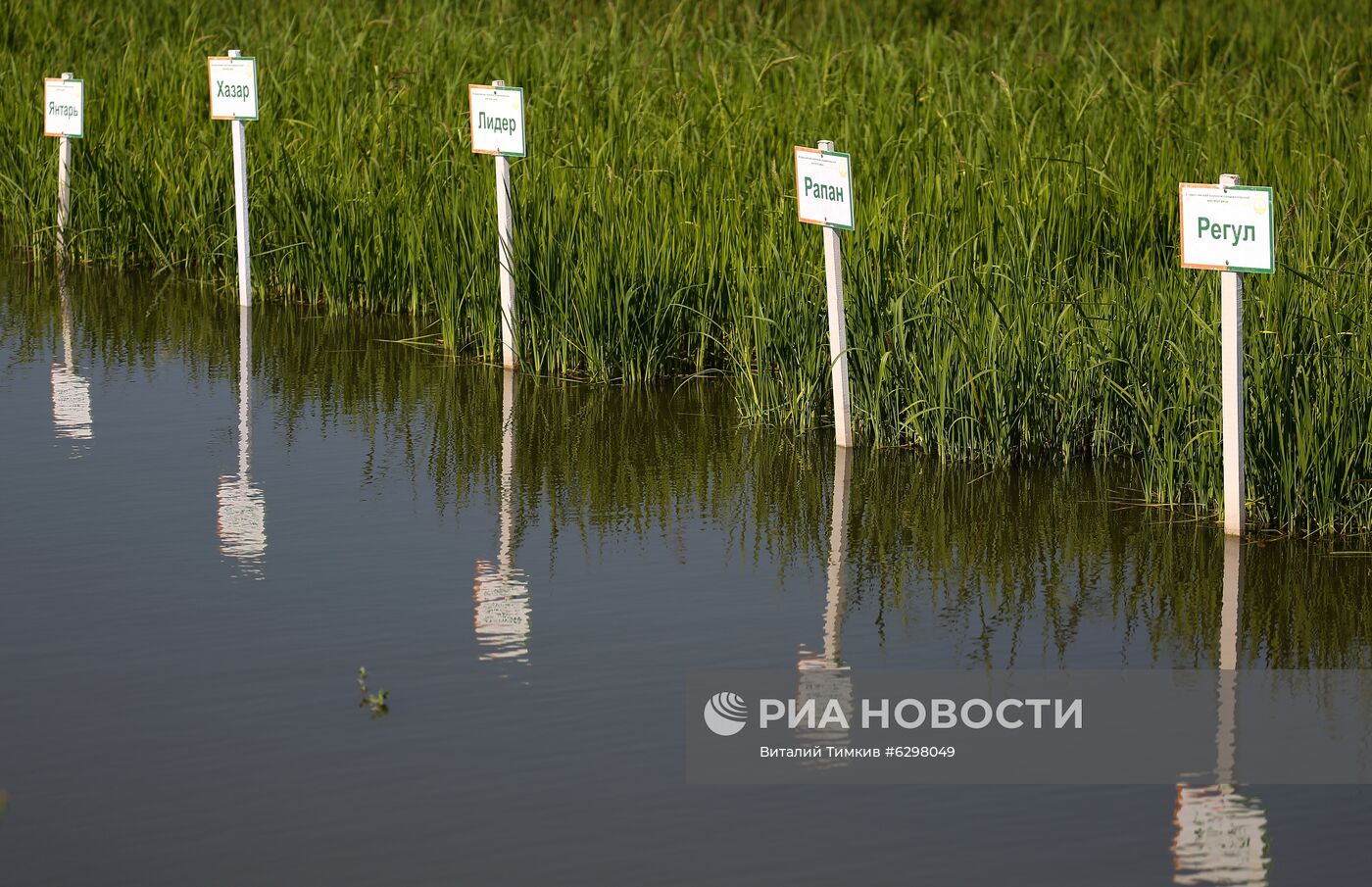 Федеральный научный центр риса в Краснодаре