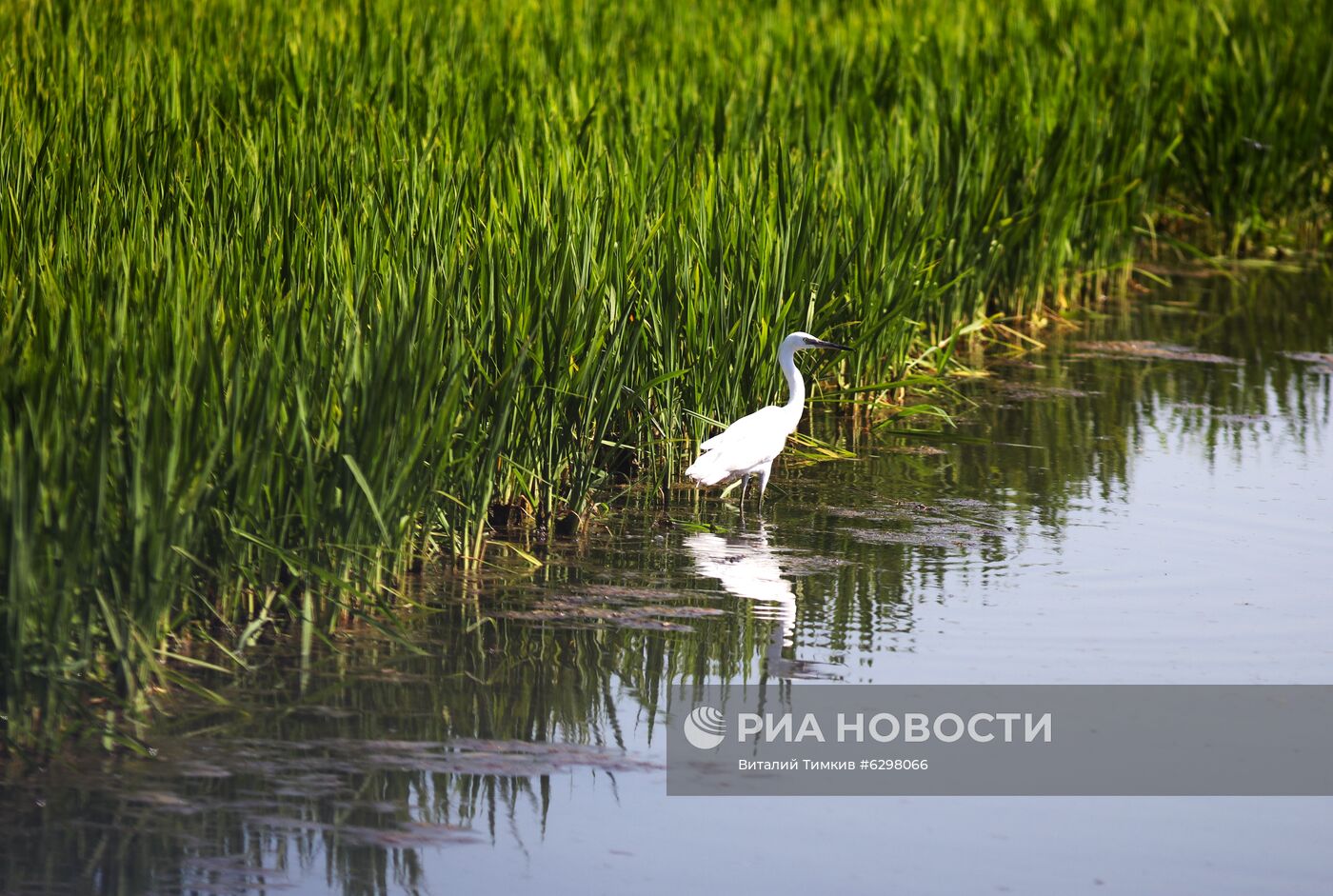 Федеральный научный центр риса в Краснодаре