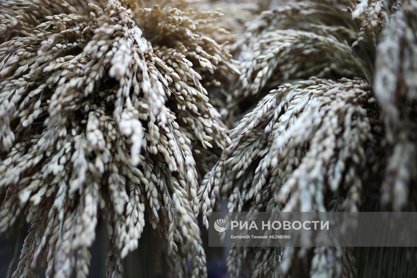 Федеральный научный центр риса в Краснодаре