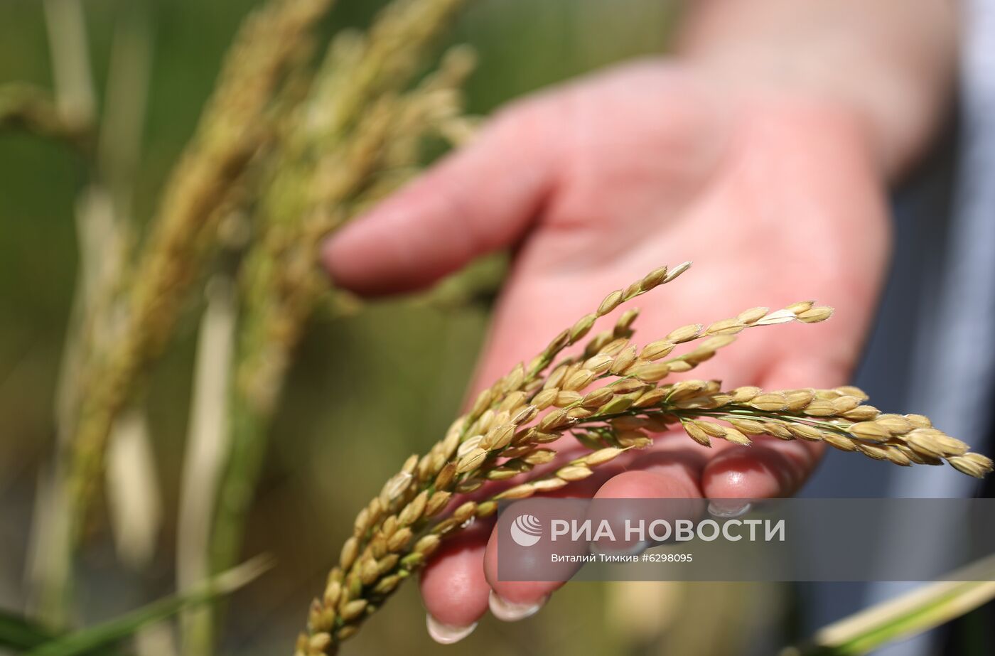 Федеральный научный центр риса в Краснодаре