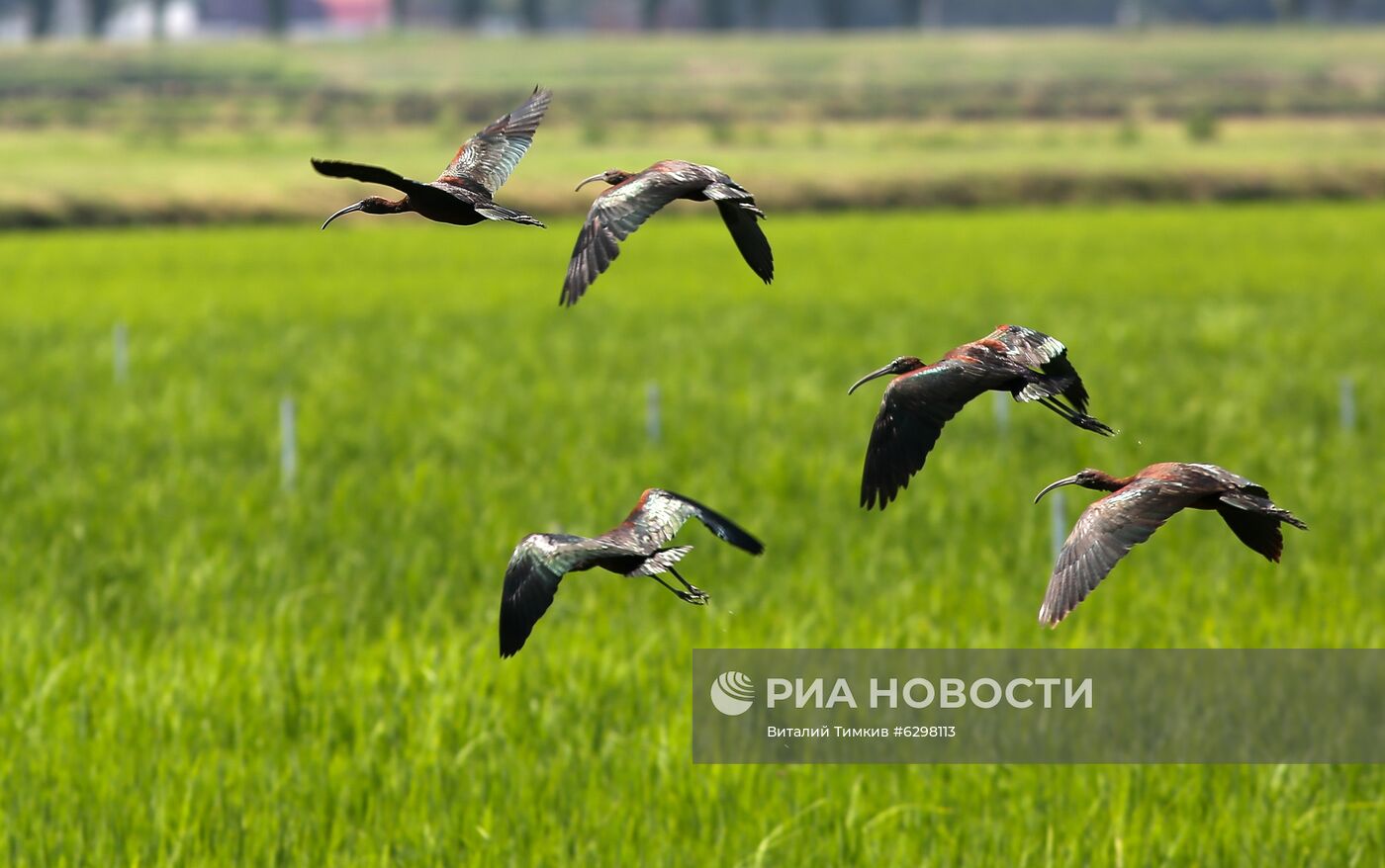 Федеральный научный центр риса в Краснодаре