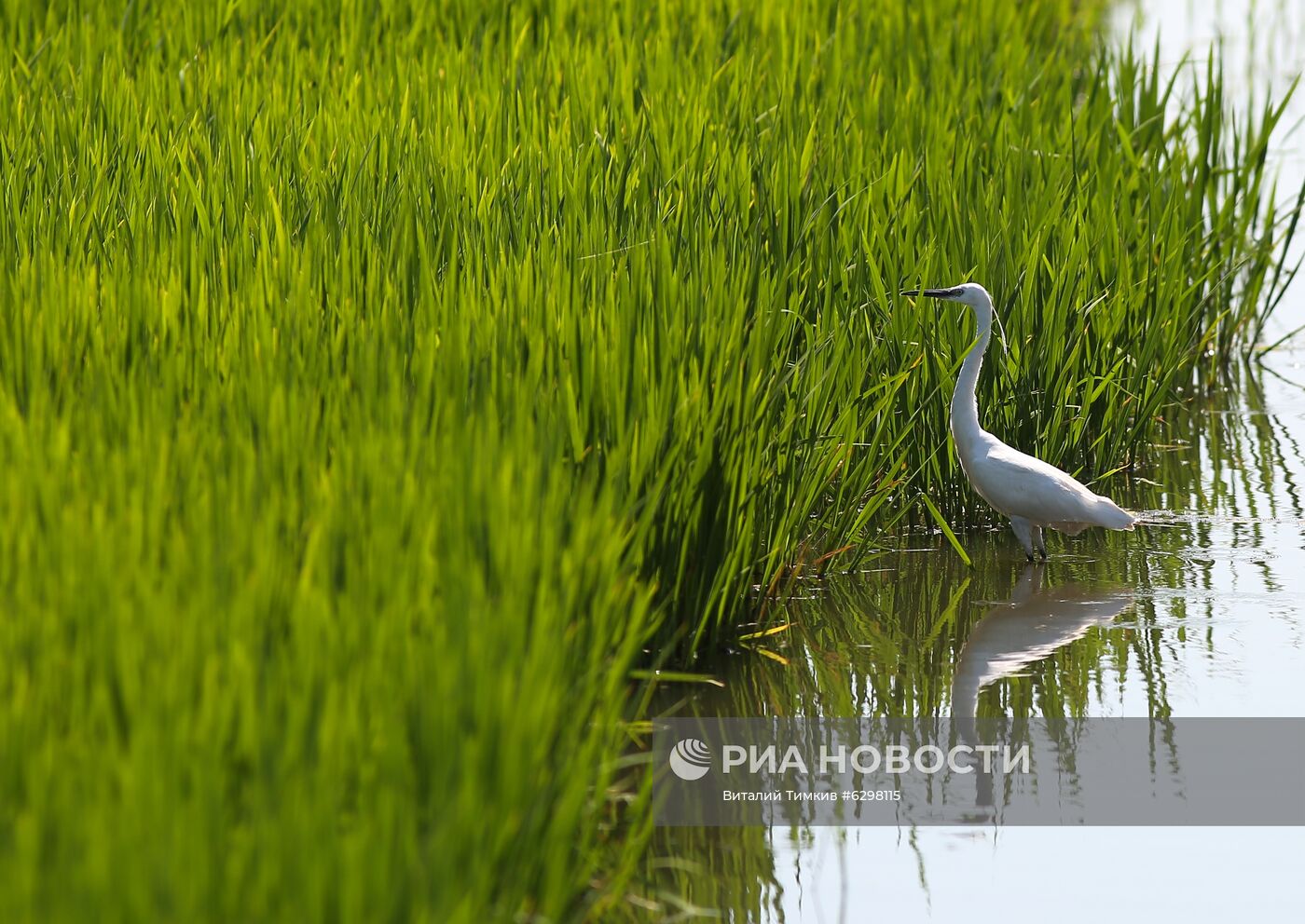 Федеральный научный центр риса в Краснодаре